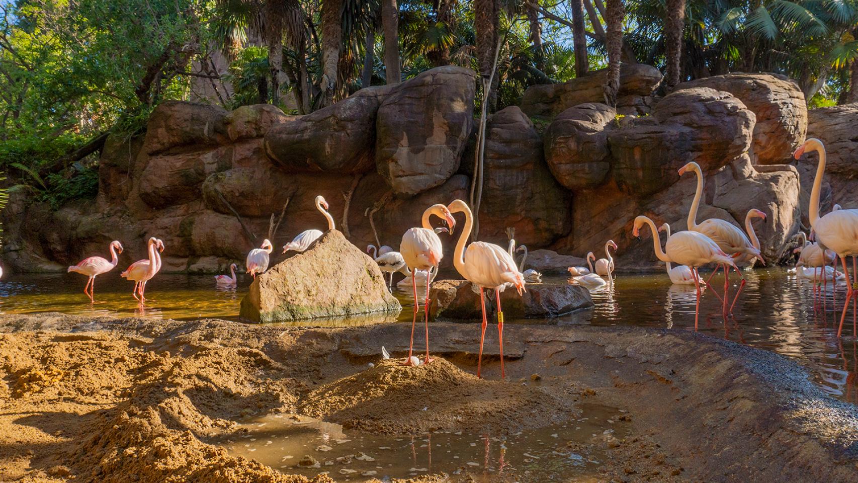Los flamencos rosas del Bioparc Fuengirola, en Málaga.