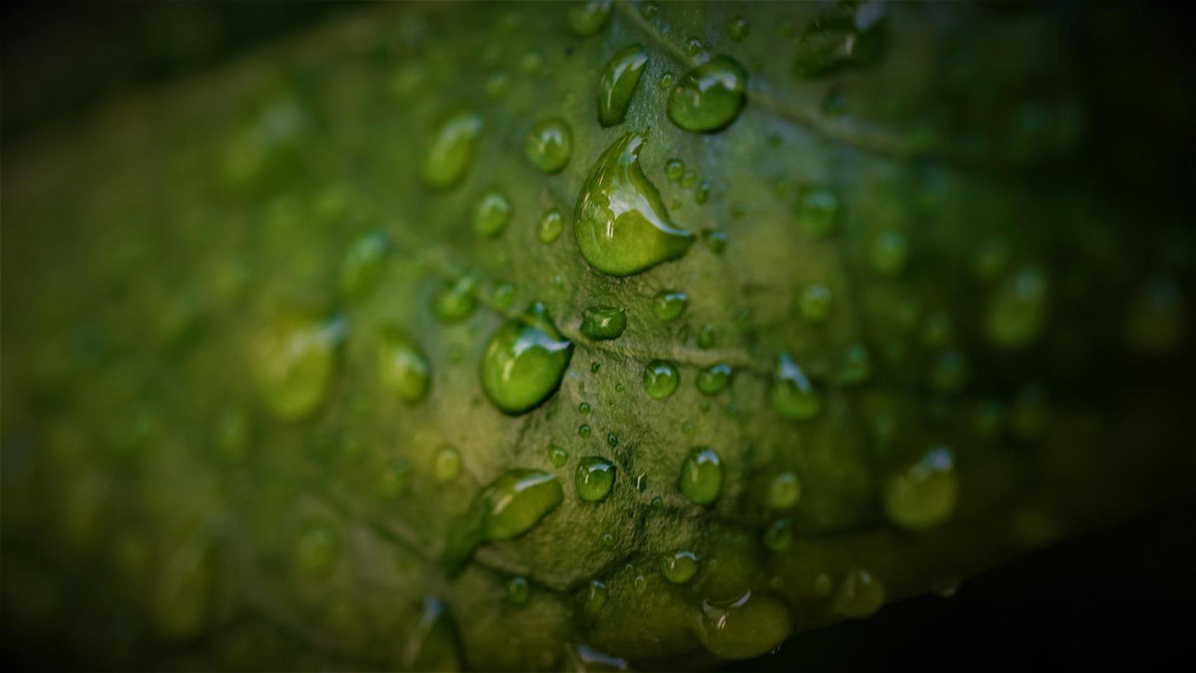 Primer plano de una hoja de laurel.