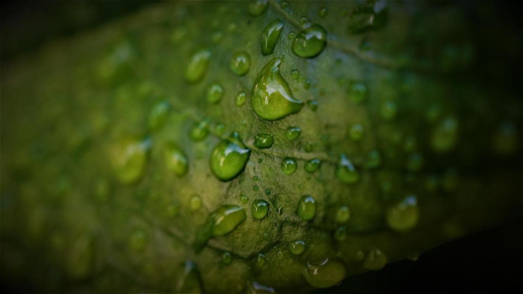 Primer plano de una hoja de laurel.