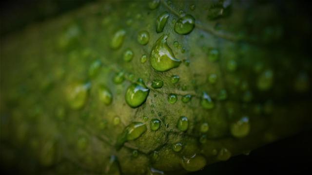 Primer plano de una hoja de laurel.