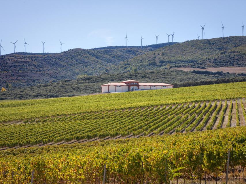 Viñedo El Coto de Rioja