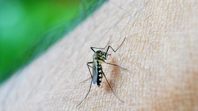 Desvelamos el alimento que espanta a los mosquitos.