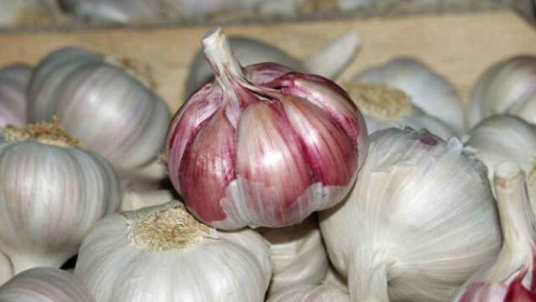 Campaña del ajo.