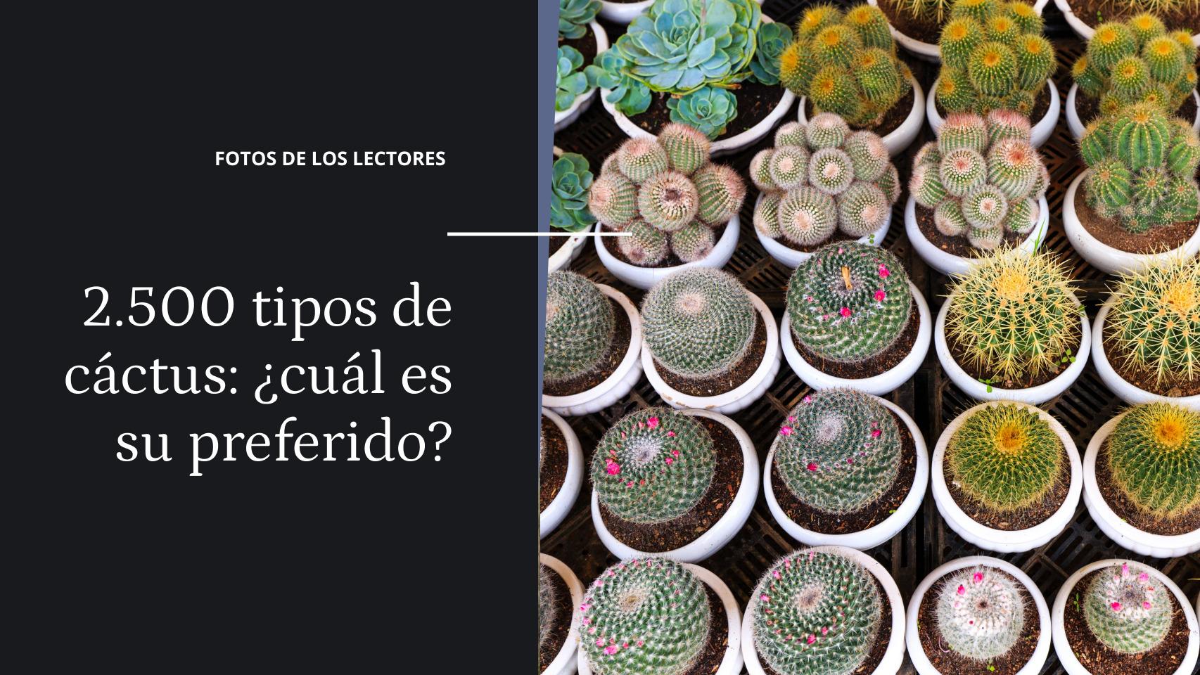 Existen 2.500 tipos de cactus : ¿cuál es su preferido? ¡Mande su foto!