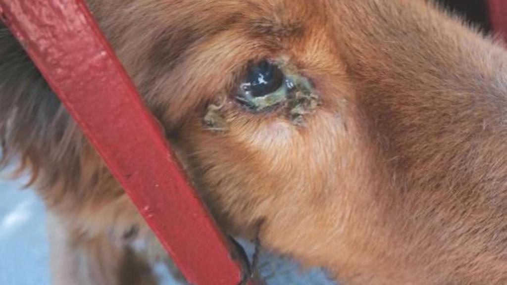 Estado lamentable en el que se encontraban los animales. Foto: Seprona.