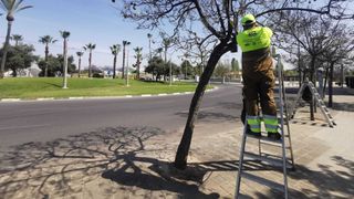 Un técnico instala la caja con los depredadores en un árbol de Alicante.