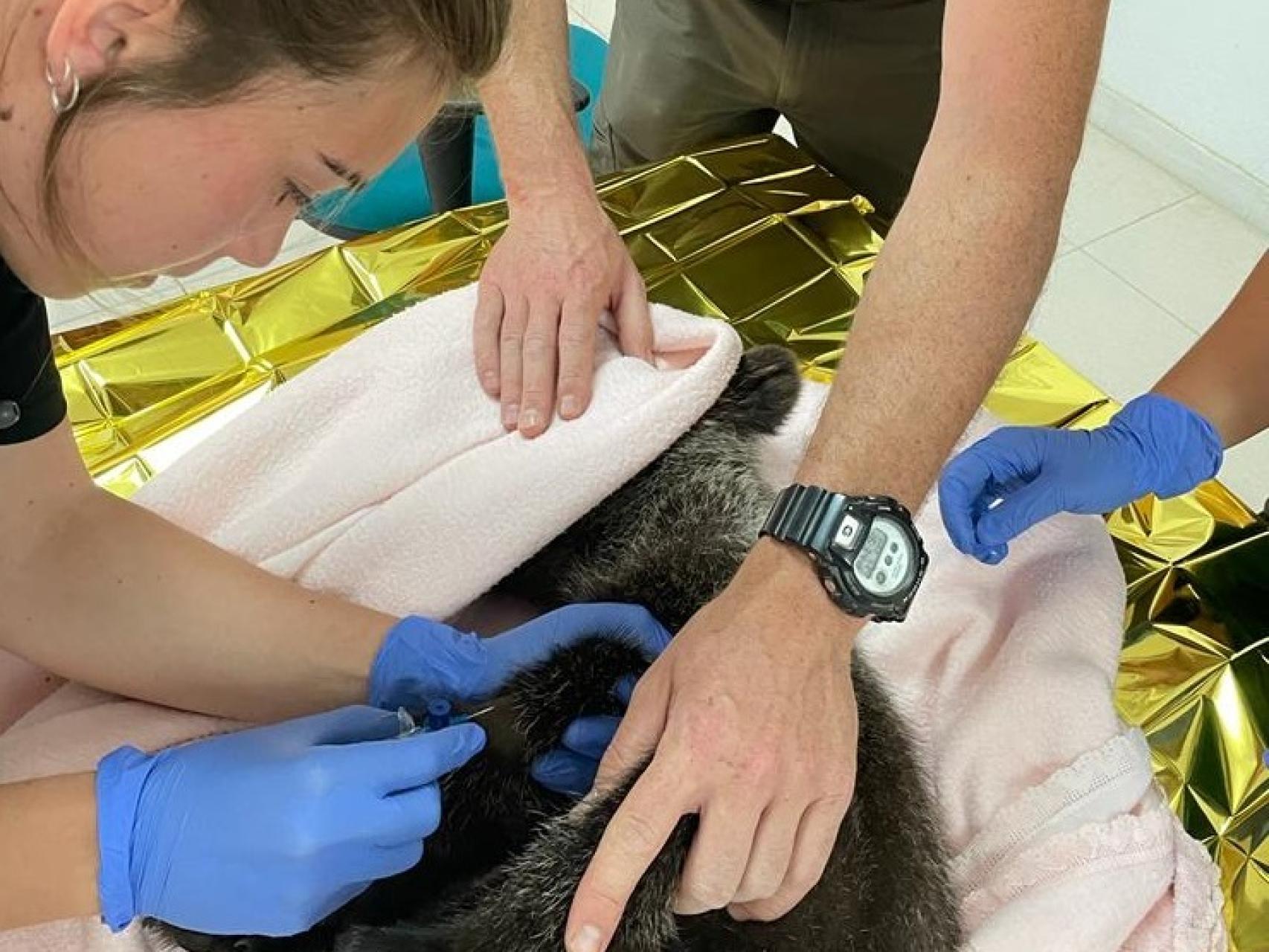 El osezno es atendido en el Centro de Recuperación de Animales Silvestres de Valladolid