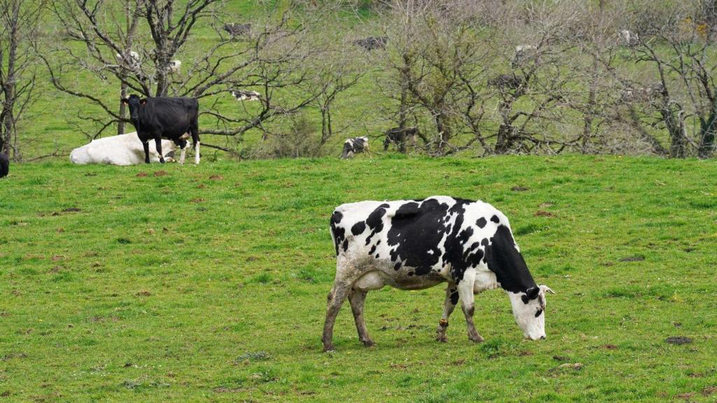 Ayudas directas de la PAC