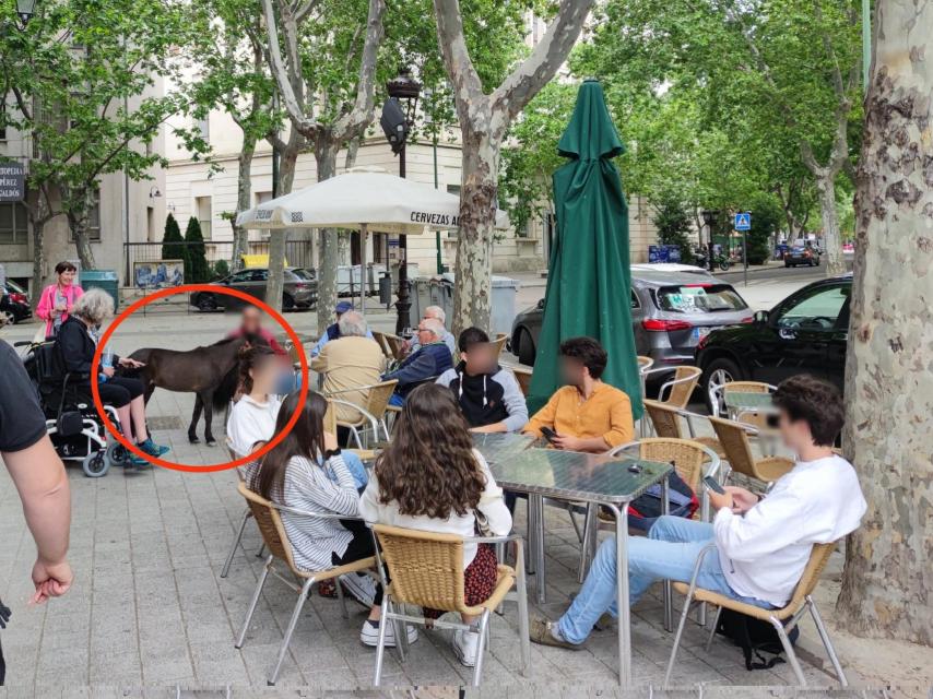 Un poni sorprende a los vallisoletanos en una terraza.