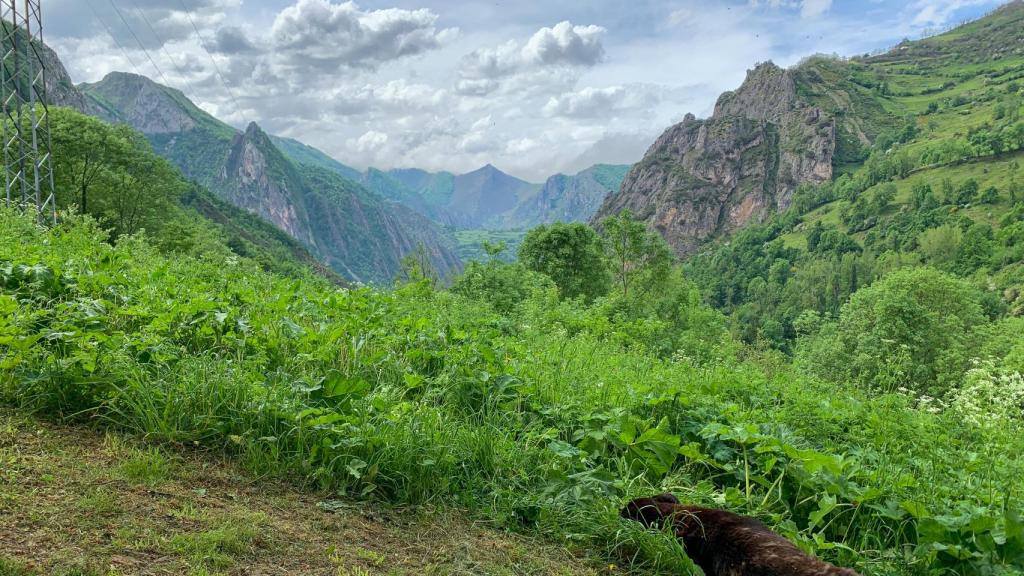 Tango, el mastín de Rosalía, descansa frente a un paraje idílico observado desde el jardín de Apartamentos Buenamadre