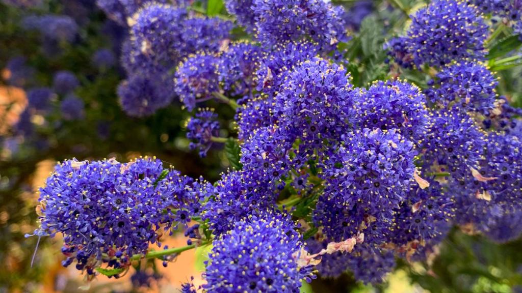 Un árbol Blue Star en flor recibe al visitante que cruza la hacienda