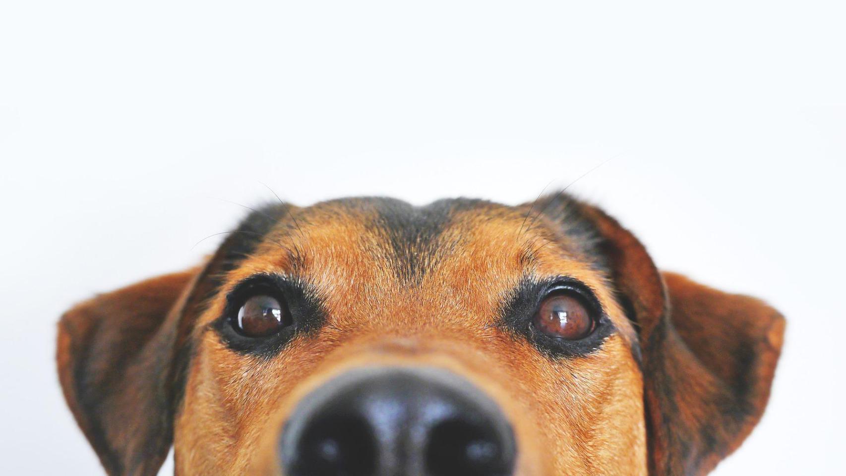 ¿Por qué los perros tienen la nariz fría y húmeda?