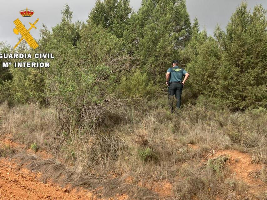 Imagen de las ramas donde encontraron al anciano facilitada por la Guardia Civil.