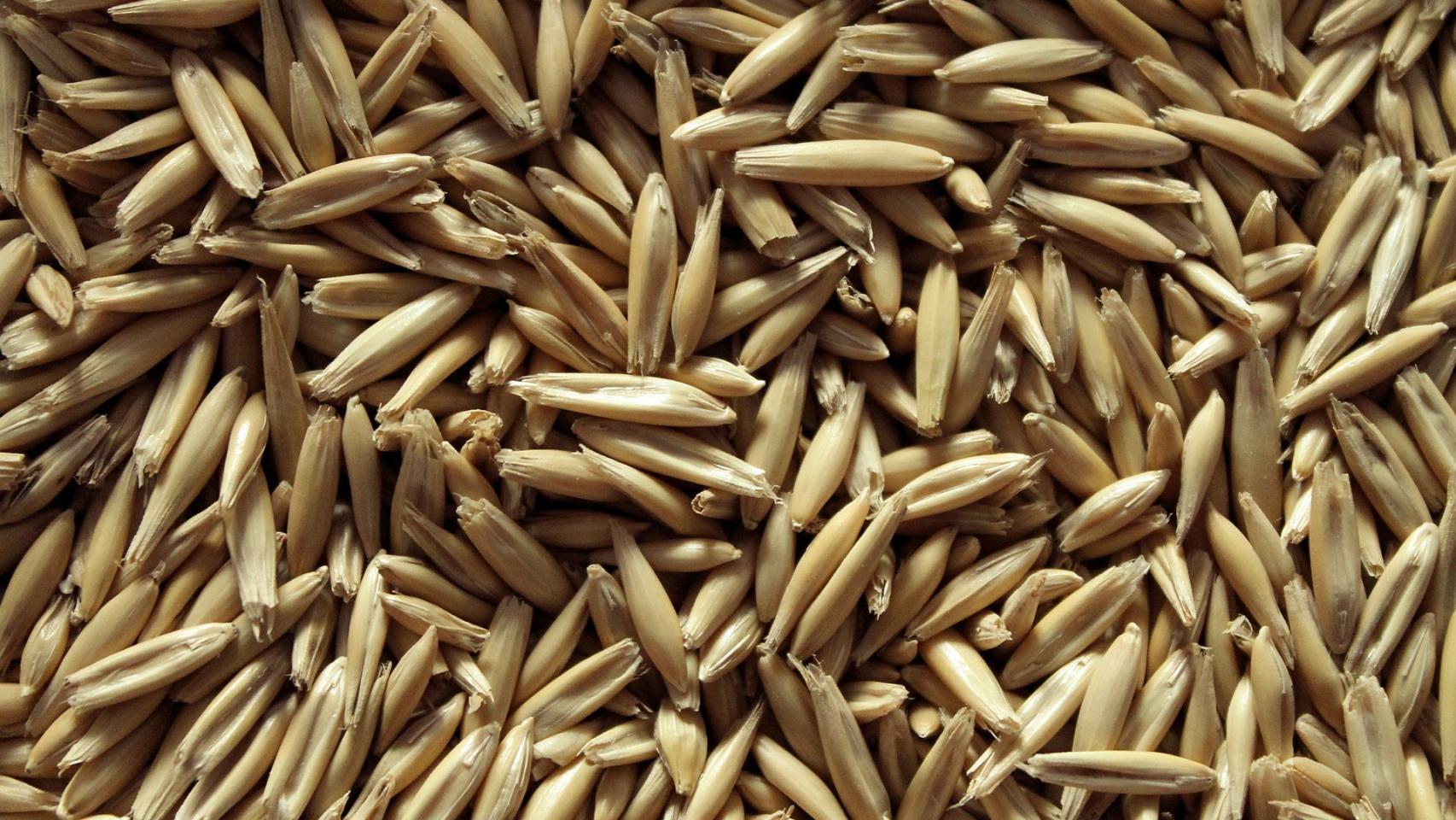 Semillas de avena.