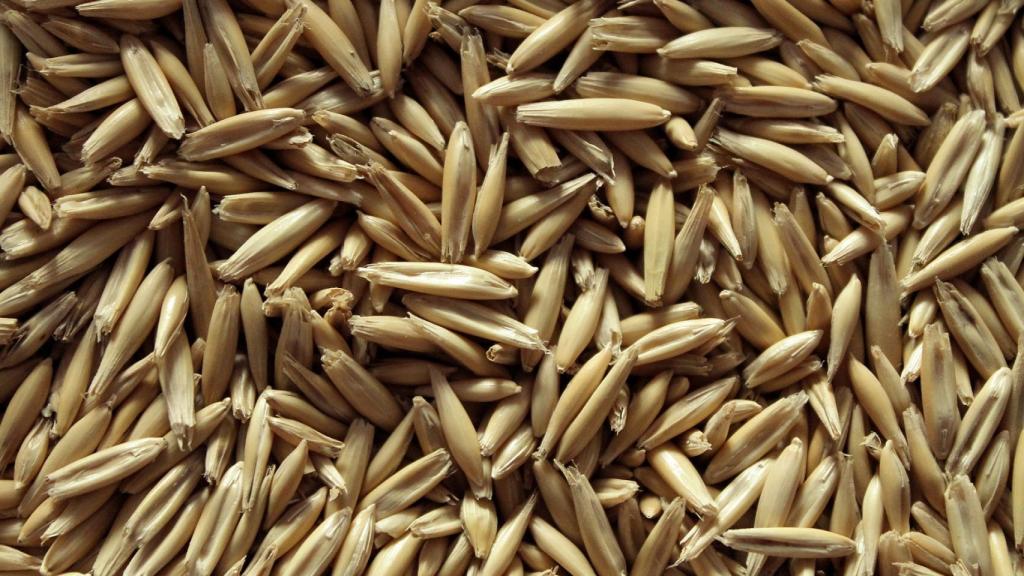 Semillas de avena.