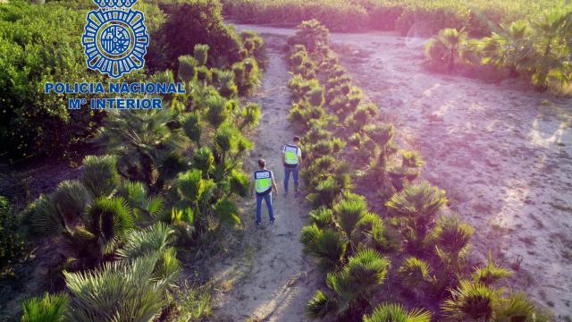 Foto aérea de la zona de cultivo.