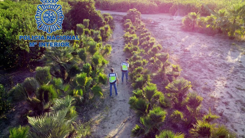 Foto aérea de la zona de cultivo.