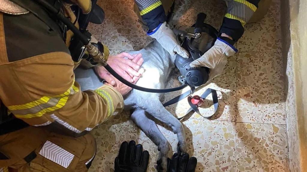 Los bomberos intentaron reanimar a la mascota sin éxito. Foto: Bomberos de Toledo