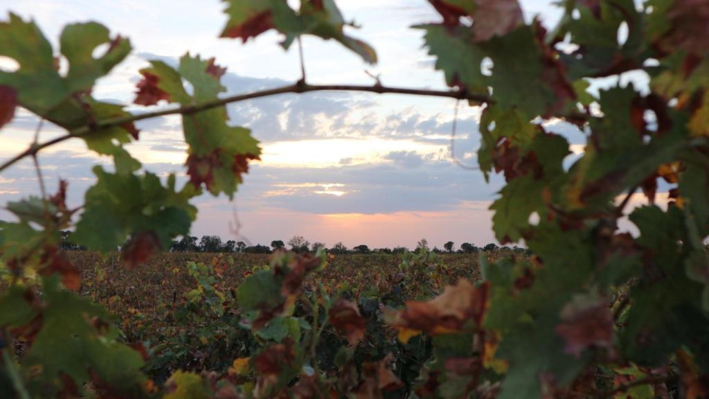 Viñedos de la bodega Familia Fernández Rivera.
