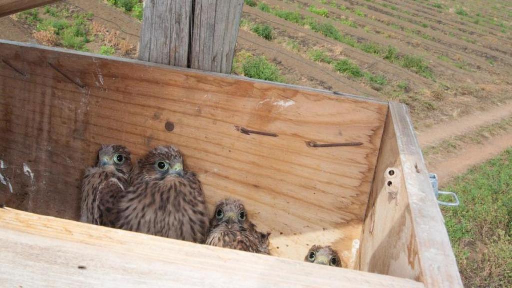 Aves rapaces en una finca de Iberhanse-Naturgreen