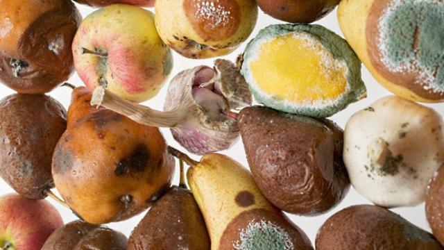 Mohos en los alimentos.