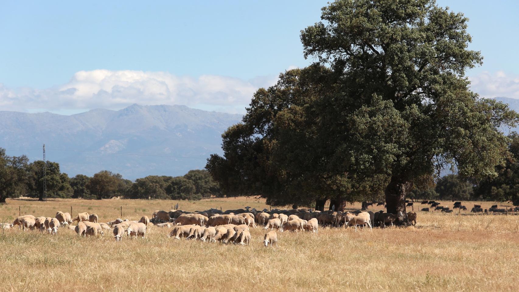 Dehesa El Milagro