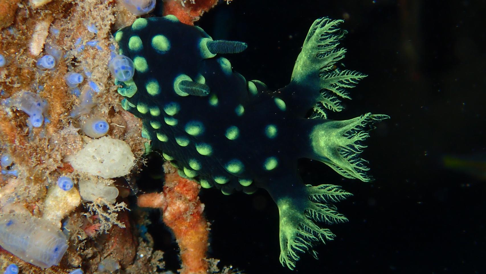 Fotógrafa del mar 2.2