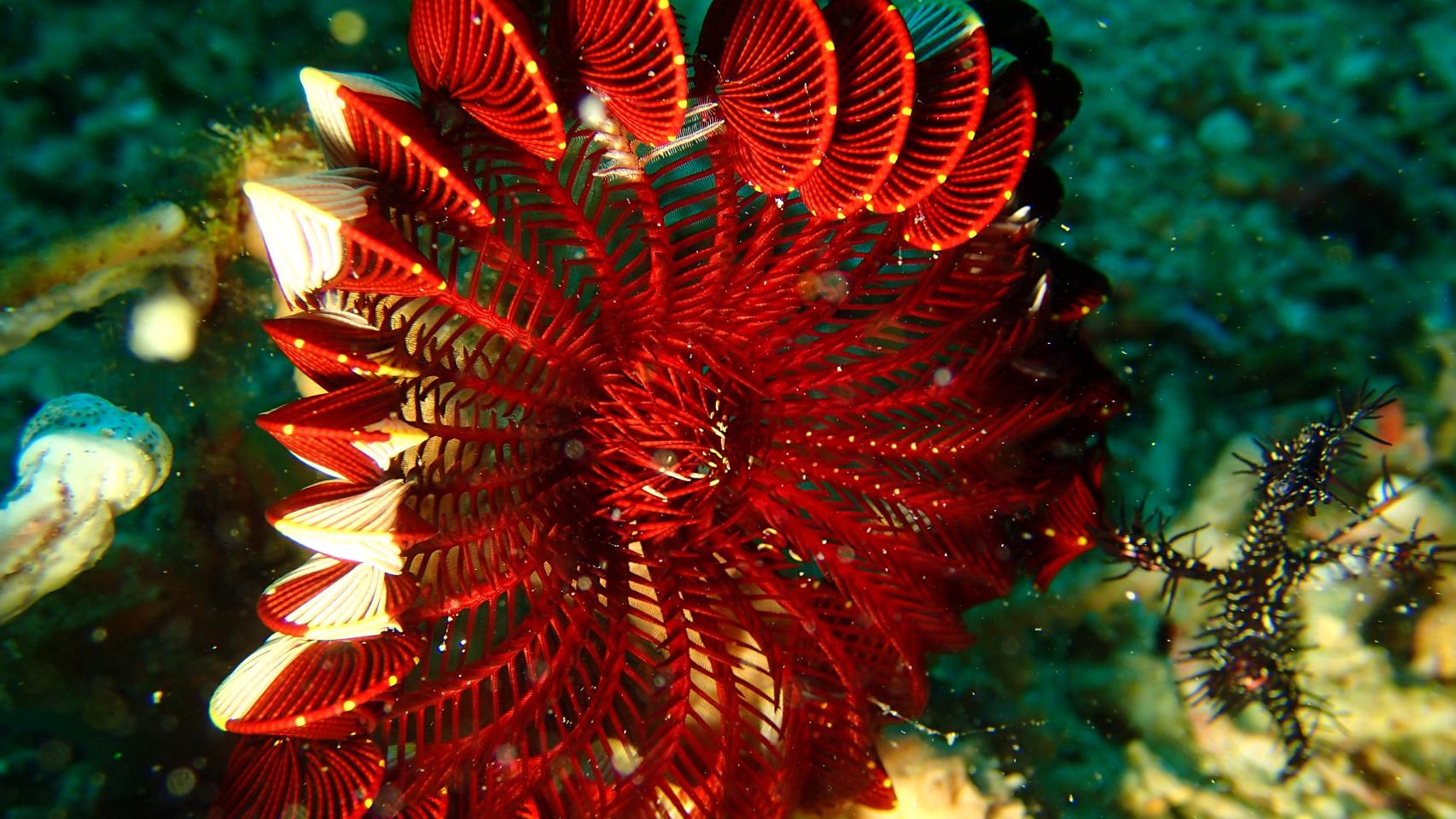 Fotógrafa del mar rojo 2