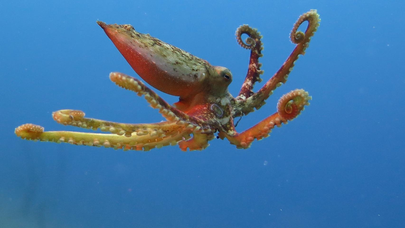 Fotógrafa del mar naranja 2