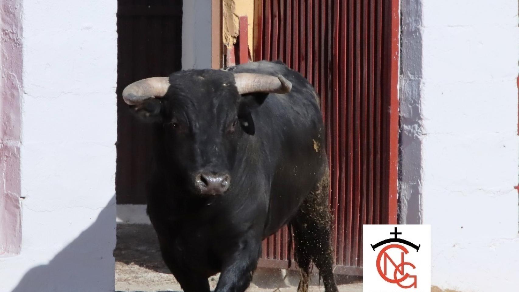 El circuito de novilladas de Castilla y León llega a Ampudia