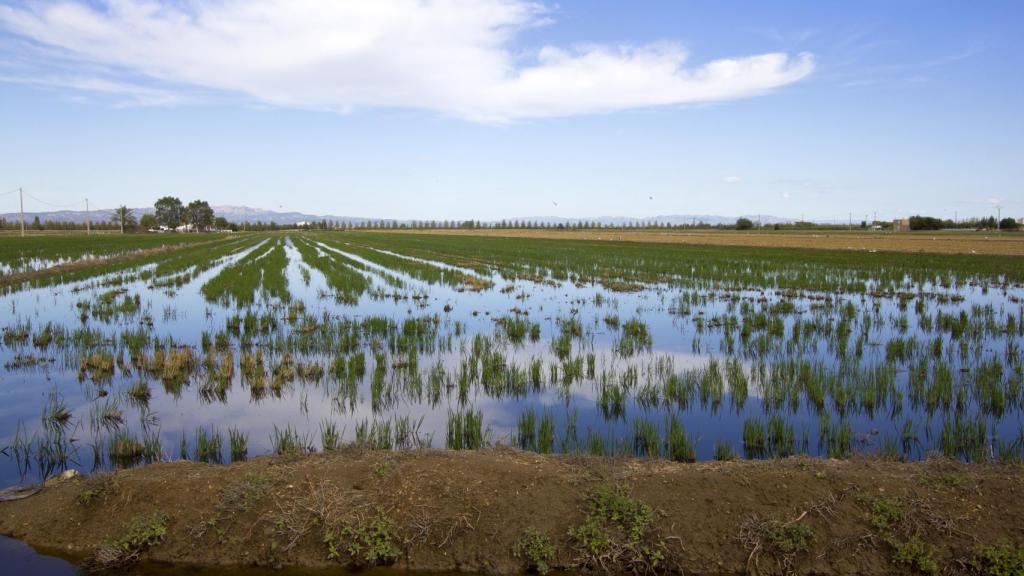 Plantación de arroz de la Delta del Ebro