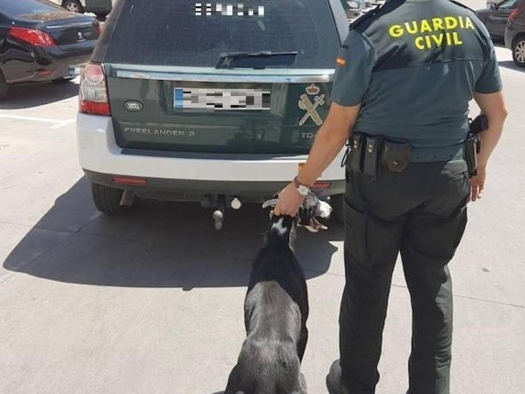 Uno de los galgos recuperados