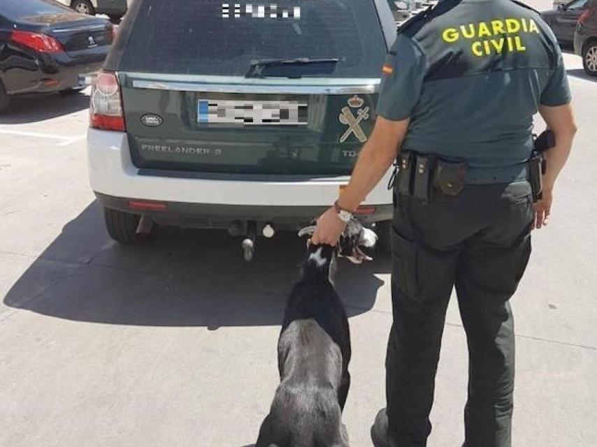 Uno de los galgos recuperados