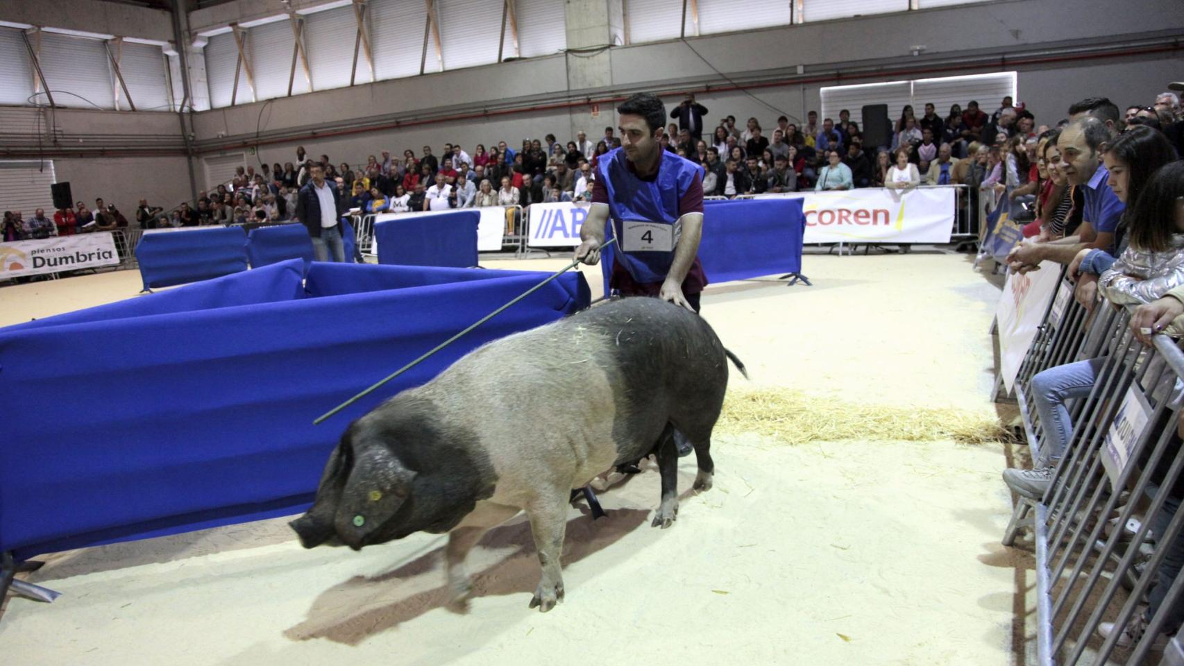 Imagen de archivo del II Concurso Nacional de Manexo do Porco Celta.