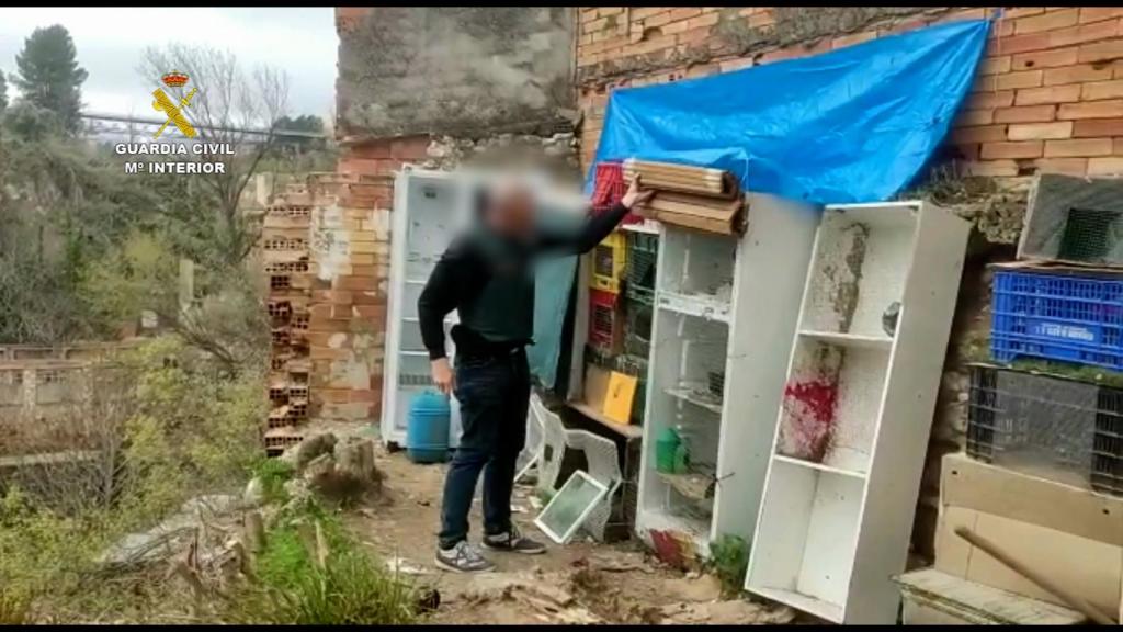 La Guardia Civil investiga a seis personas por el robo de cuarenta palomos de competición en la Comunidad Valenciana.