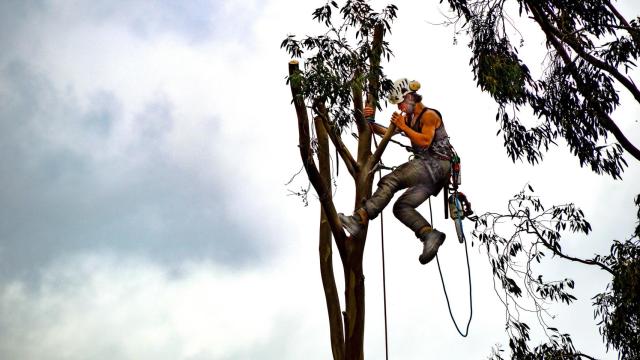 Imagen de archivo de un operario con una motosierra.