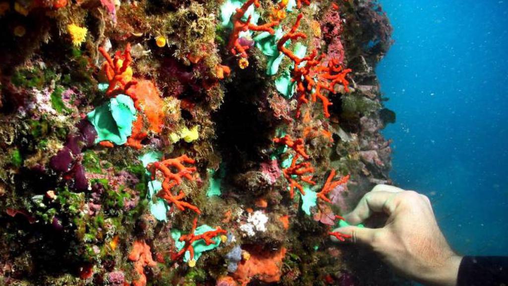 Coral rojo en las islas Medes.