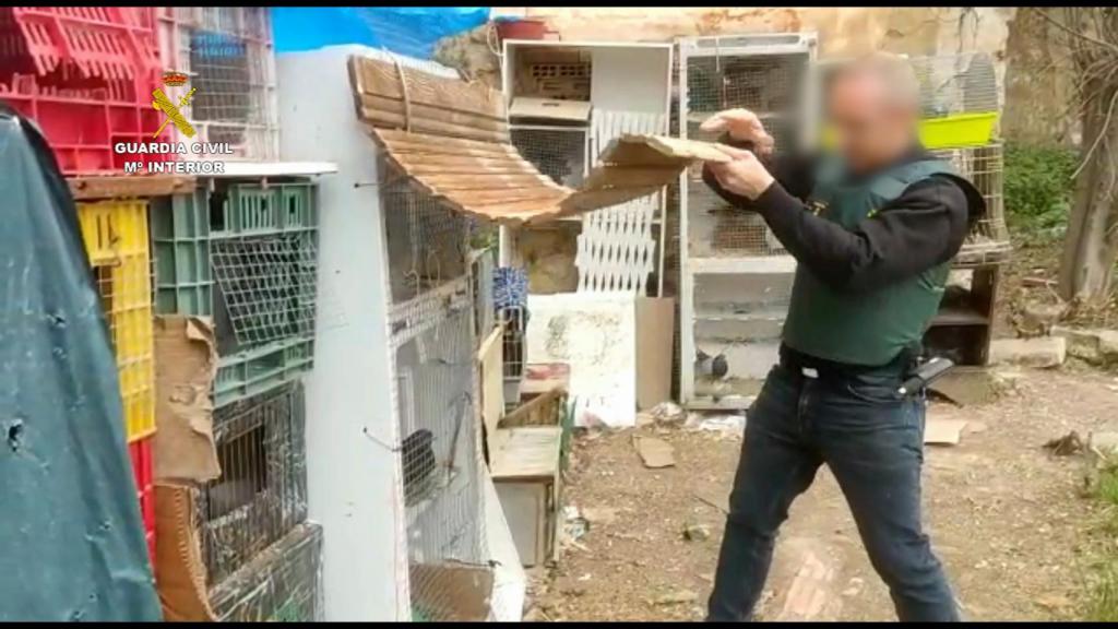 6 investigados por robar palomos de competición valorados en 50.000 euros.