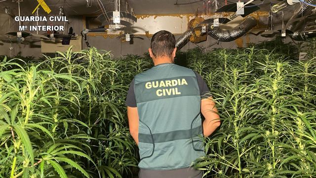 Desmantelamiento de un cultivo 'indoor' en la localidad toledana de Olías del Rey.