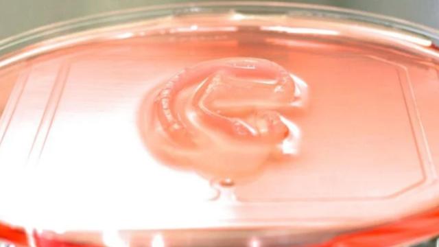 La estructura que permite cultivar una nueva oreja en laboratorio.