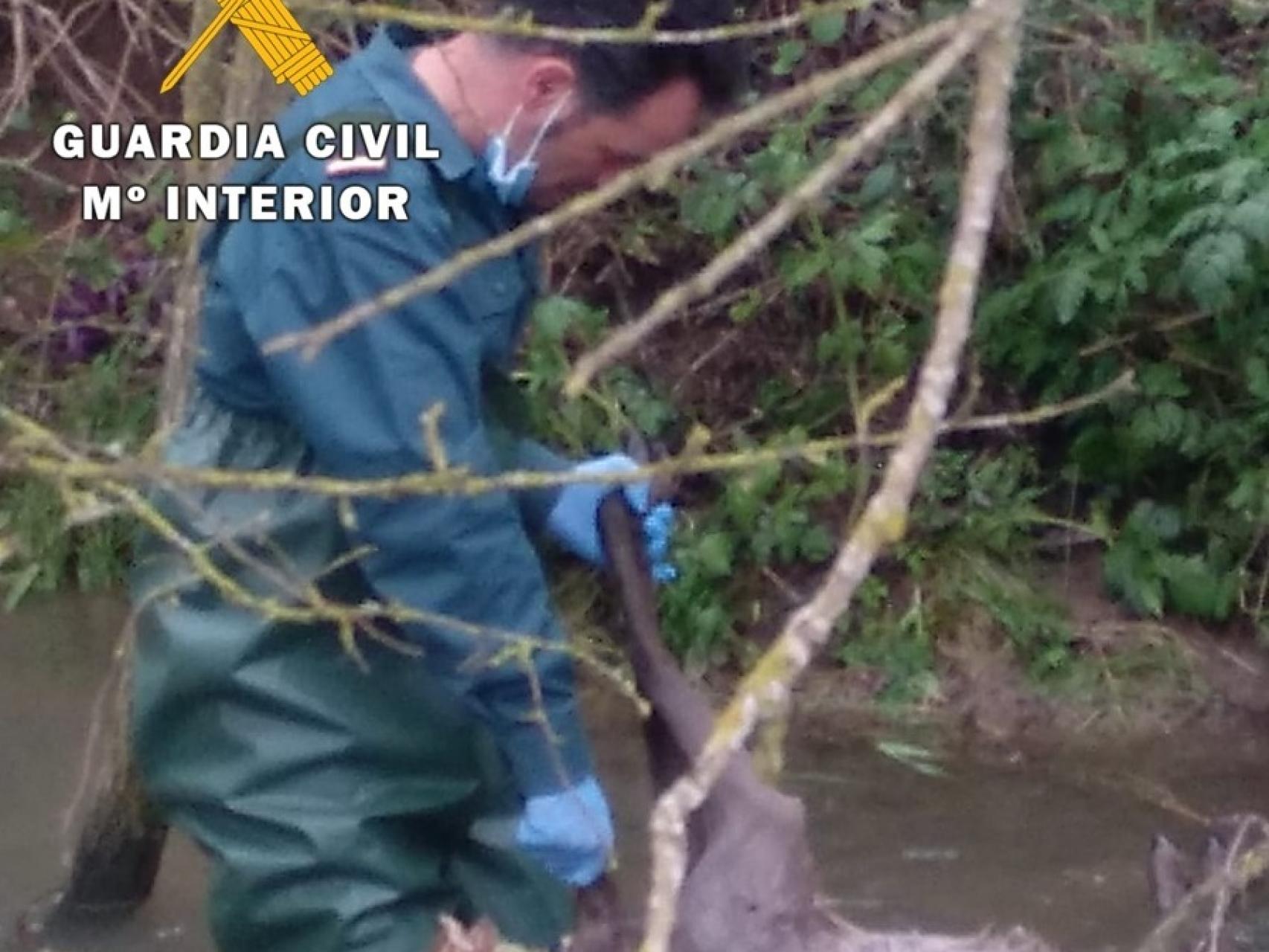 Un Guardia Civil recupera el cadáver de la corza.
