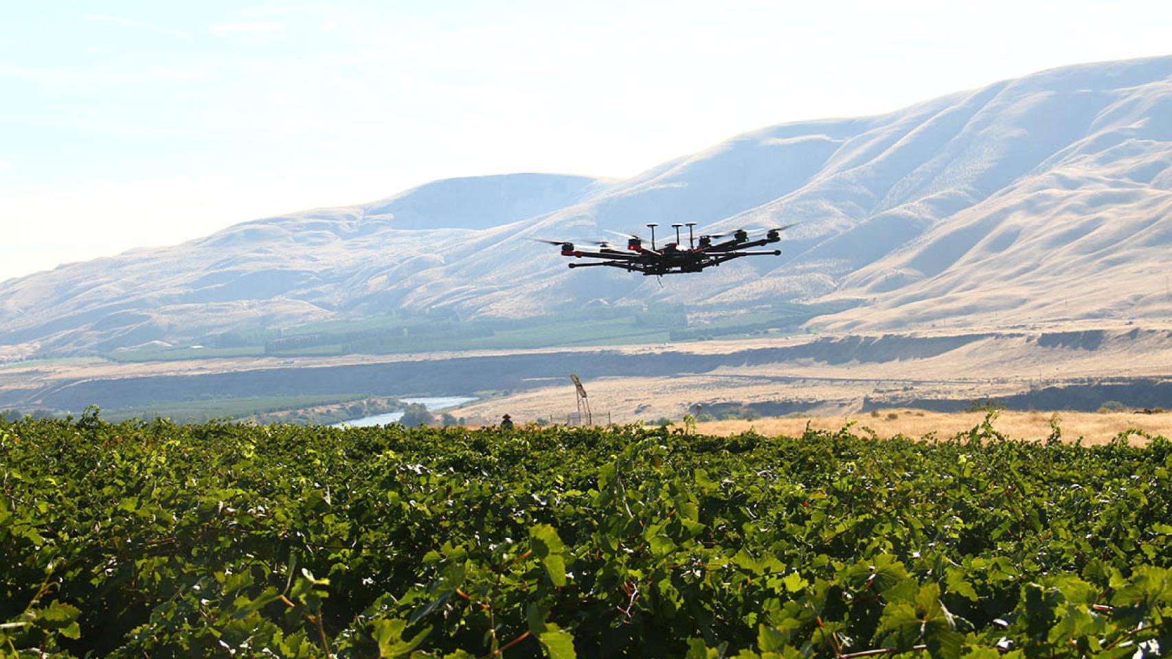 Dron sobrevolando un viñedo
