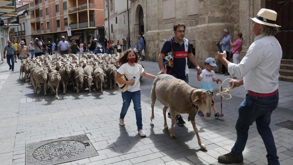 La Feria de raza churra en Palencia