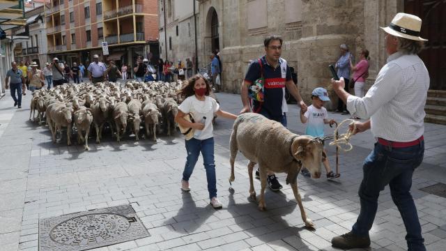 La Feria de raza churra en Palencia