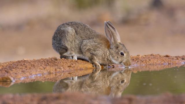 Imagen de archivo de un conejo europeo.