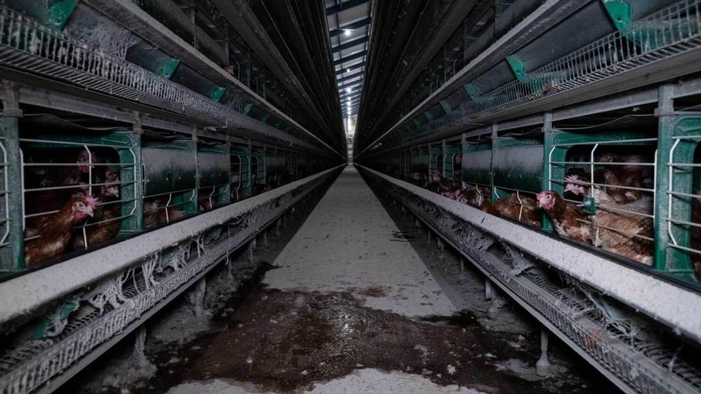 Varias gallinas en jaulas en una explotación intensiva.