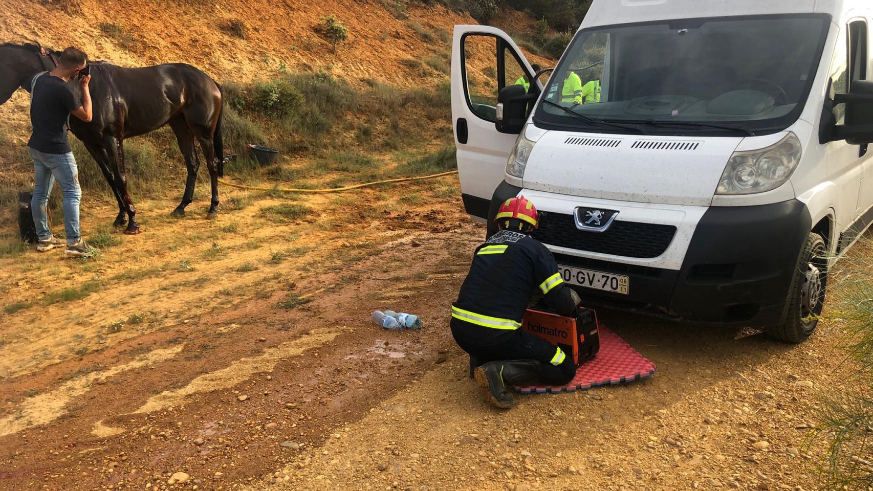 Rescate de caballos en la A-52 a su paso por Sitrama de Tera (Zamora)