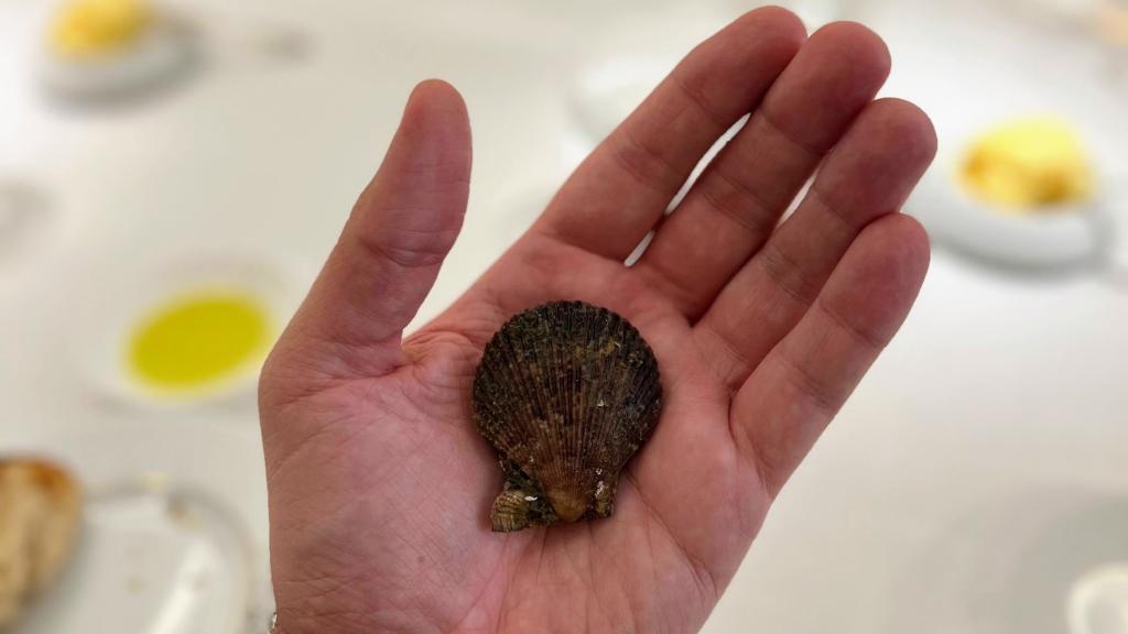 La zamburiña es más pequeña de lo que crees