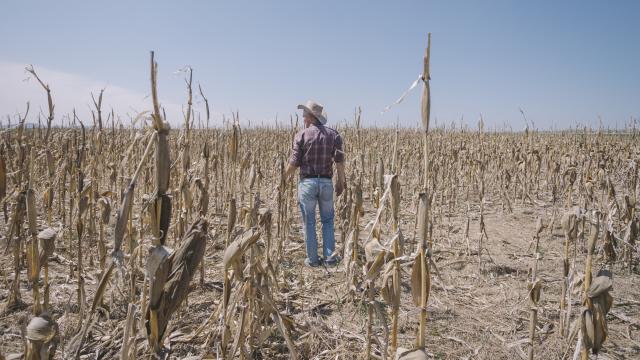 Imagen de archivo de cultivos de maíz destruidos por la sequía.