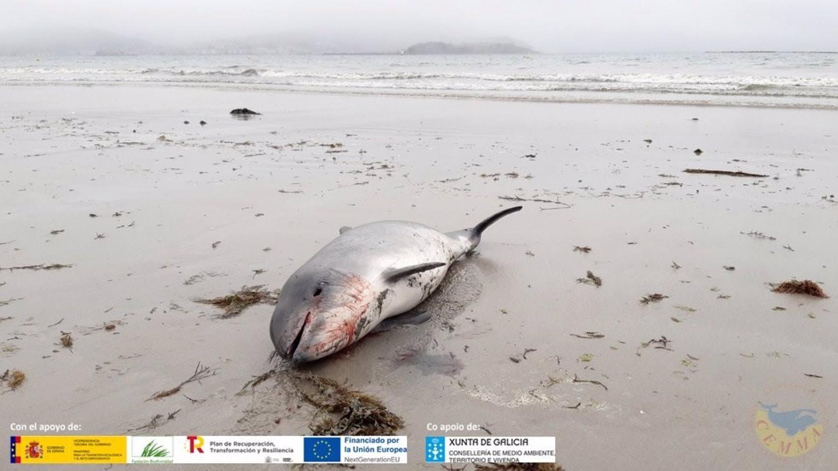 Marsopa encontrada muerta en Nigrán.
